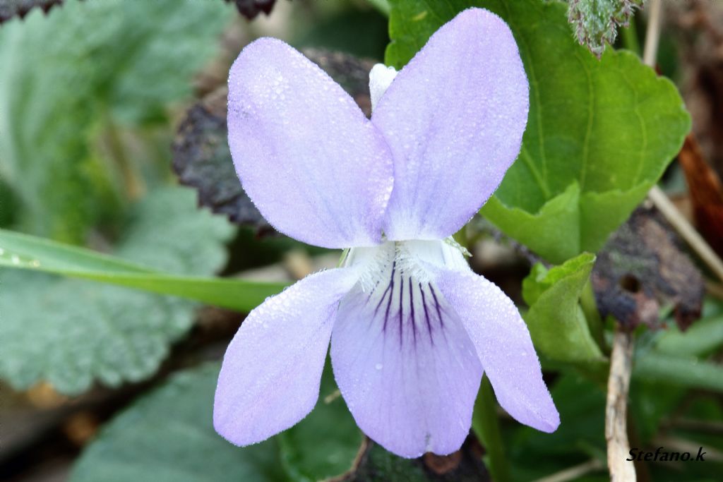 Viola sp.
